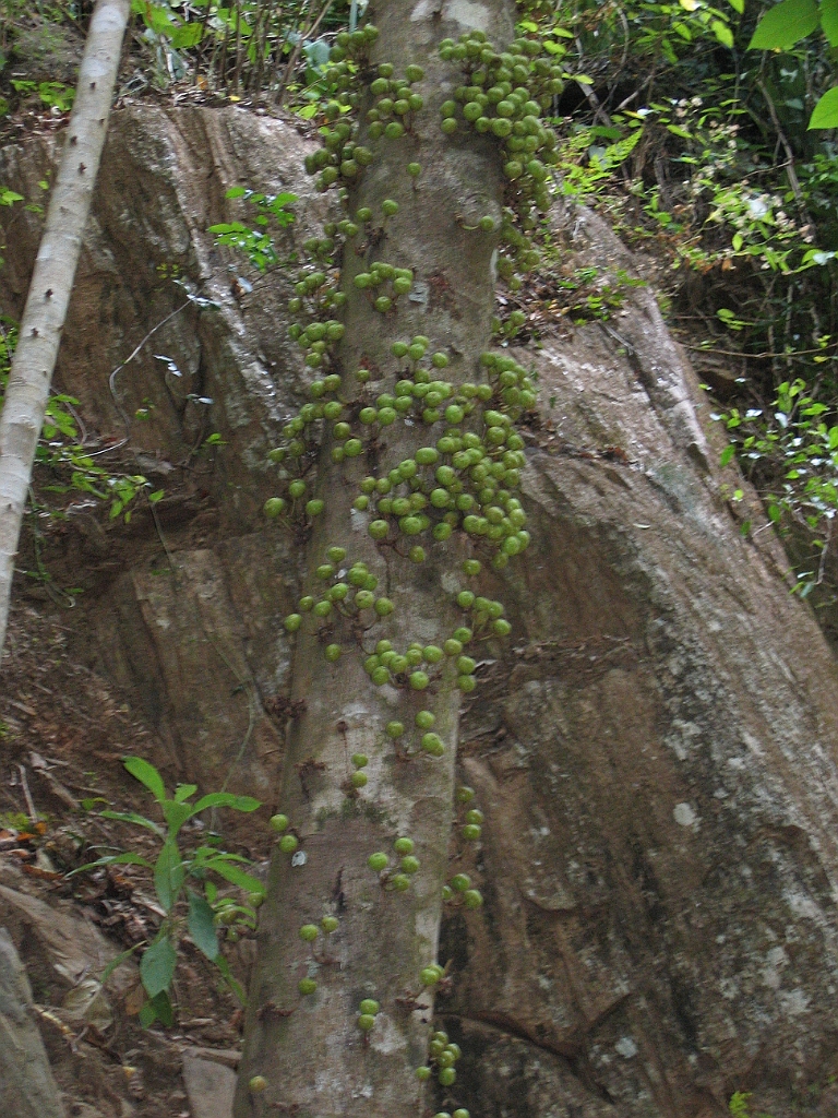 CairnsTC222 Crystal Cascades.jpg